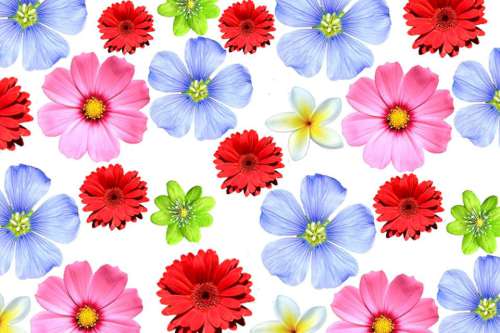 Printed Wafer Paper - Floral Bright - Click Image to Close